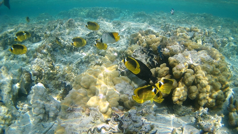 Albatros Sea World Marsa Alam