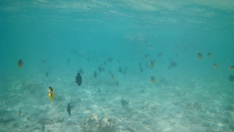 Albatros Sea World Marsa Alam