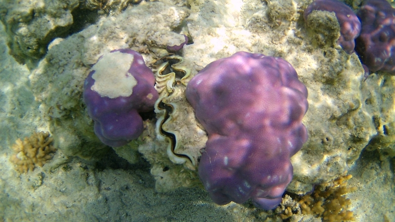 Albatros Sea World Marsa Alam